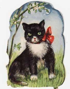 AFKH 26 / Musta-valkoinen kissa rusetti kaulassa. 1950-l.
