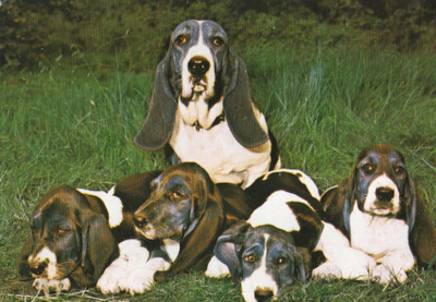 BASSET POSTIKORTTI