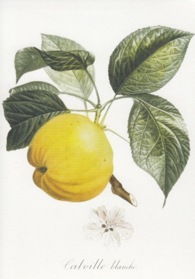 Kvitteni (isohko kortti)