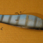Kuusamo Jätti-Proffa 18 cm, sininen - pikkukuva 1