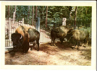 AmerikanBIISONIT (vanha keräilykortti) #133