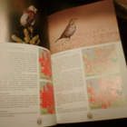 Timo Metsänen LAHDEN II LINTUATLAS 2009-2011 (Sis.pk:t) - pikkukuva 5