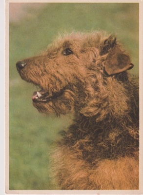 AIREDALE TERRIERI POSTIKORTTI