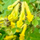 Keltaneidonkannus (Pseudofumaria lutea), siemeniä 50 kpl - pikkukuva 3