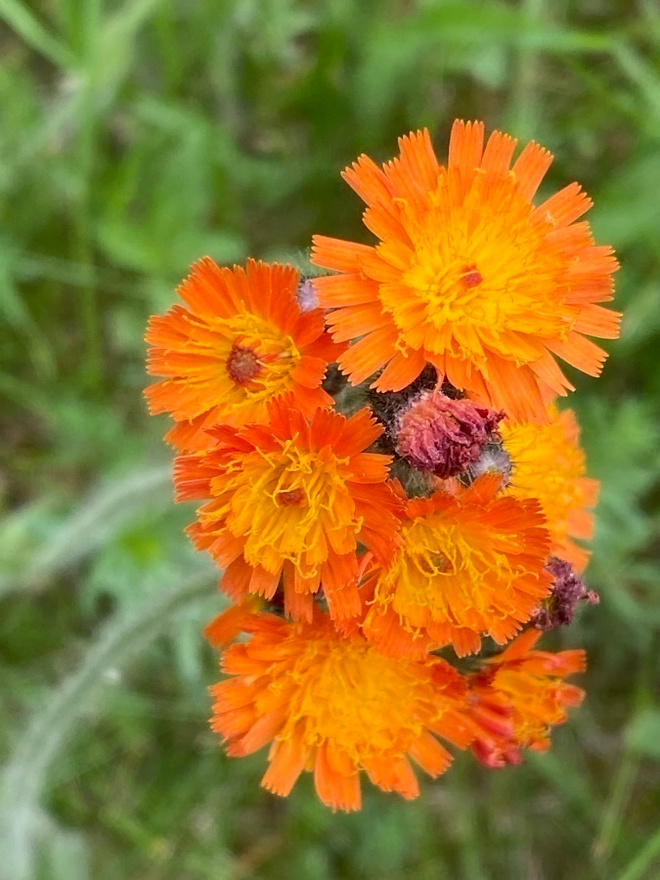 Oranssikeltano (Pilosella aurantiaca), siemeniä 50 kpl