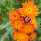 Oranssikeltano (Pilosella aurantiaca), siemeniä 50 kpl - pikkukuva 1
