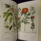 The Garden at Eichstätt - Basilius Besler`s Book of Plants - pikkukuva 4