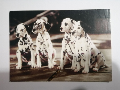 Dalmatialaispennut