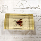 Natura Obscura – Entomologinen näyte no. 342 - pikkukuva 1