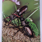 Michael Chinery : Insects : An Illustrated Survey of the ... - pikkukuva 2