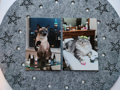 ~Kissa kortti~ 2kpl