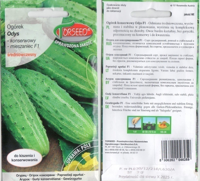 Kurkku "Odys F1" siemenet HUOM PÄiVÄYS! Ale -30% #