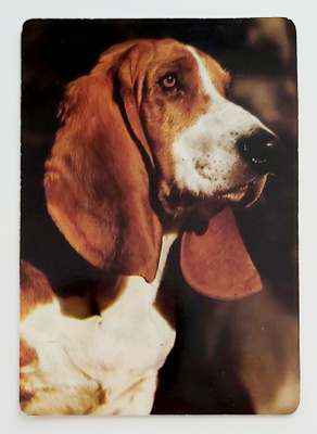 "Beagle"-KULKEMATON POSTIKORTTI