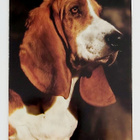 "Beagle"-KULKEMATON POSTIKORTTI - pikkukuva 1
