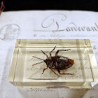 Natura Obscura – Entomologinen näyte no. 327 - pikkukuva 3
