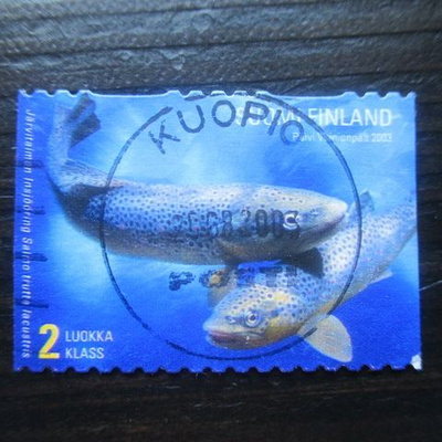 Järvitaimen 2003