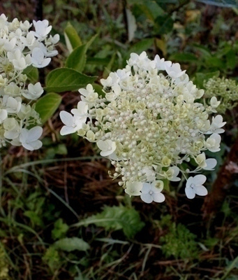 Syyshortensia (Hydrangea paniculata), siemeniä 100 kpl