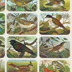 * 39-217, pikkulinnut, belgialainen tupla-arkki, 32,5x24cm* - pikkukuva 3