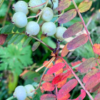 Pilvihelmipihlaja (Sorbus frutescens), siemeniä 30 kpl - pikkukuva 4