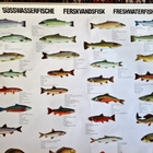 Kala aiheinen Mainosjuliste . Kala komppania 102×72 Cm - pikkukuva 2