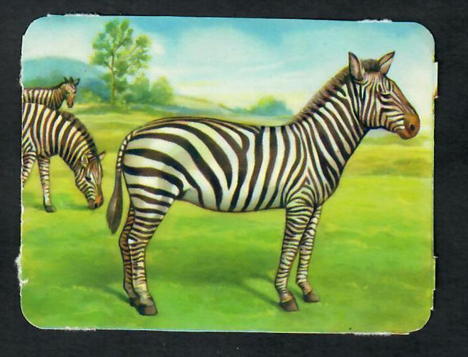 ALE - MLP 1402 - Nelkku - Seepra