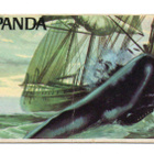 Purkkakuva Panda MEREN SALAISUUDET. n:o 66 - pikkukuva 1