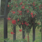  Puutarhakirja Gardening with containers – ruukku viljely - pikkukuva 4