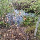 Tontti Paimiosta - 4ha - pikkukuva 3