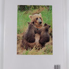Robert Elman : Bears - A Portrait of the Animal World - pikkukuva 2