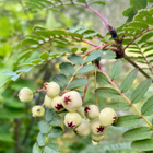 Pilvihelmipihlaja (Sorbus frutescens), siemeniä 30 kpl - pikkukuva 3