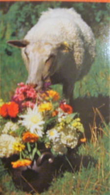 No 1 -  lammas ja kukkapuska