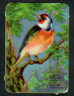 Wanha - Lintunelkku - Kaunis lintu 5 - 1900-luvun alku
