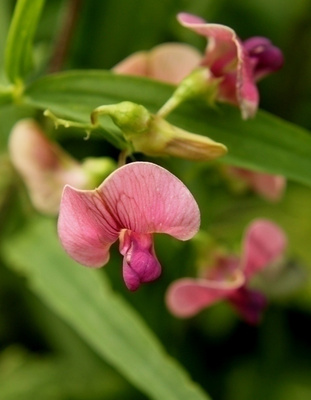 Metsänätkelmä (Lathyrus sylvestris), siemeniä 50 kpl