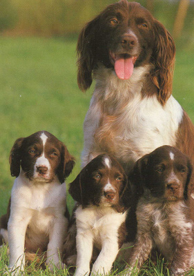 ENGLANNIN SPRINGERSPANIEL POSTIKORTTI