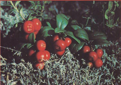 WWF Puolukka