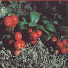 WWF Puolukka - pikkukuva 1