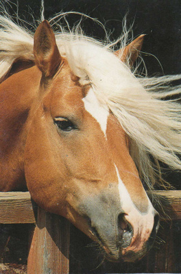 HEVONEN POSTIKORTTI - HAFLINGER