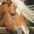 HEVONEN POSTIKORTTI - HAFLINGER - pikkukuva 1