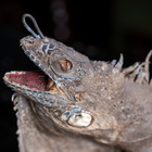 Täytetty iguaani ”Lizard king” - pikkukuva 3