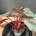 Begonia - pikkukuva 2