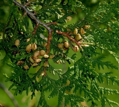 Kanadantuija (Thuja occidentalis), siemeniä 40 kpl