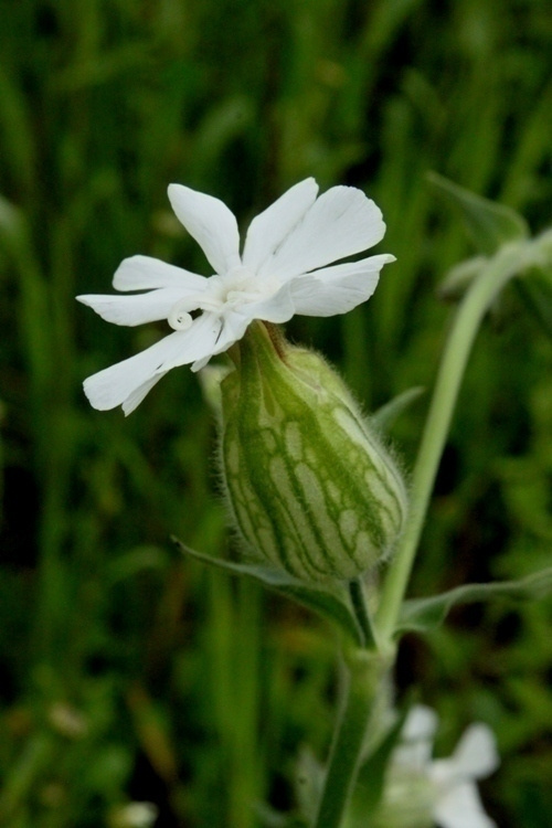 Valkoailakki (Silene latifolia), siemeniä 100kpl