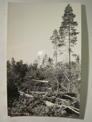 VANHA Postikortti Lappi 1950-l Alkup.Mallikappale