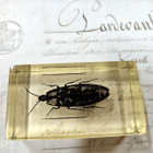 Natura Obscura – Entomologinen näyte no. 302 - pikkukuva 3
