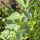 Morsinko (Isatis tinctoria), siemeniä 40 kpl - pikkukuva 2