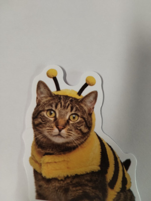 Kissa tarra.