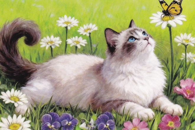 Kissa kortti