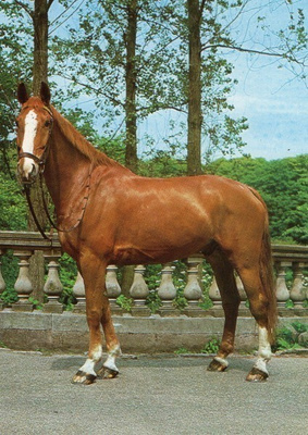 Hevospostikortti