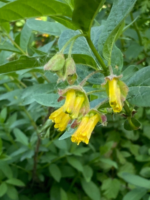 Kehtokuusama (Lonicera involucrata), siemeniä 40 kpl