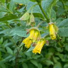Kehtokuusama (Lonicera involucrata), siemeniä 40 kpl - pikkukuva 1